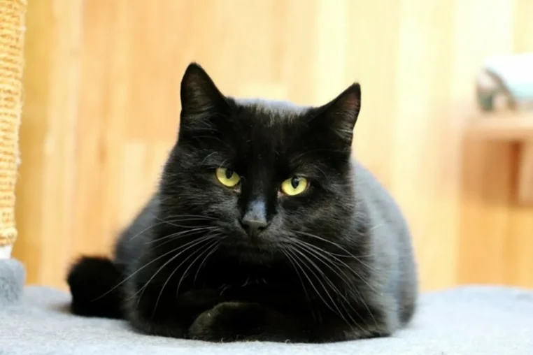 Nerone