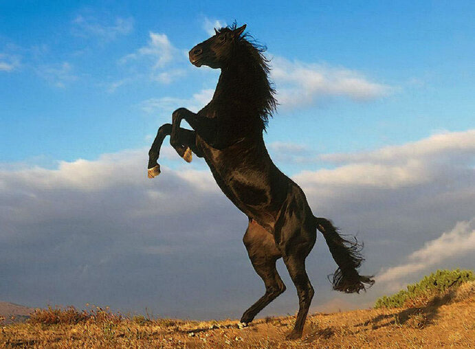 Furia