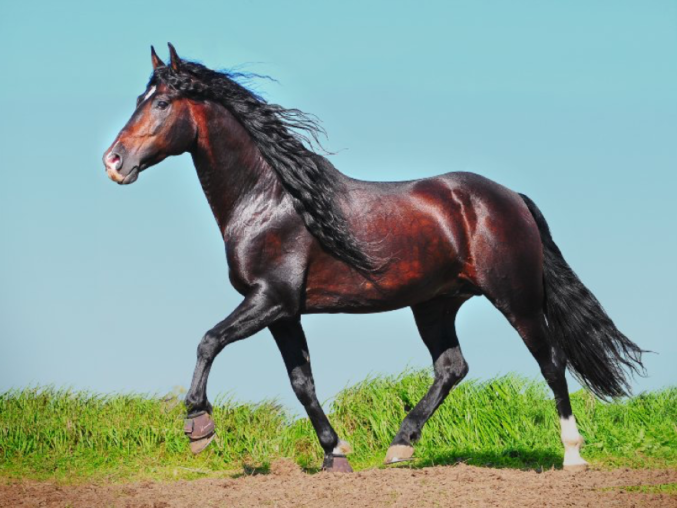 Furia
